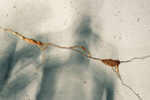 La ciencia detrás de tu supervivencia: cómo sanar el sistema nervioso y la sombra