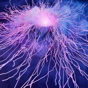 El Magnesio Treonato: Clave para Equilibrar el Sistema Nervioso y la Vibración del Número 5