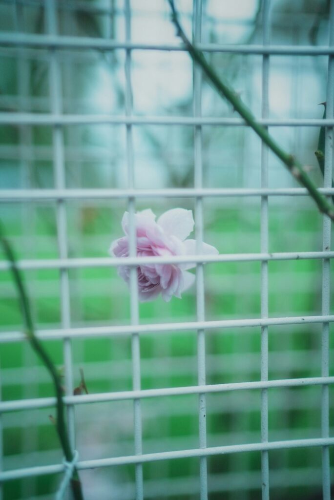 Prisionero de la Belleza